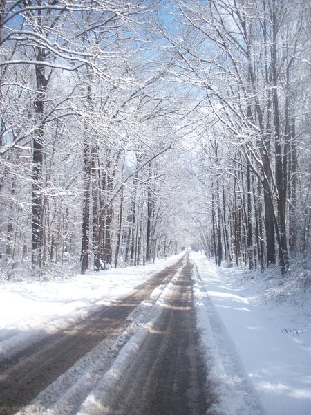Snowy Lane