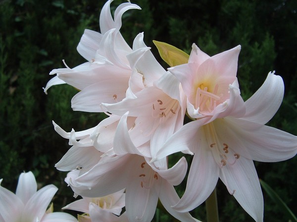 NAKED LADY
