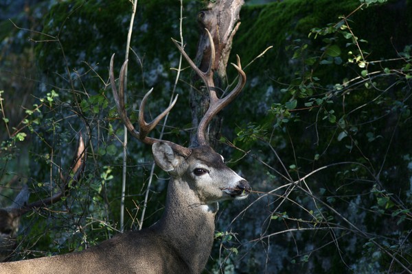 IN THE BUSH