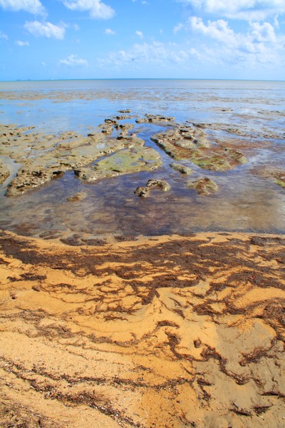 Low Tide Pools