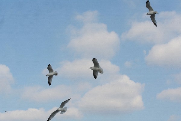 Free