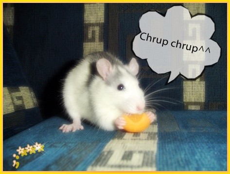 Edward the rat and carrot 