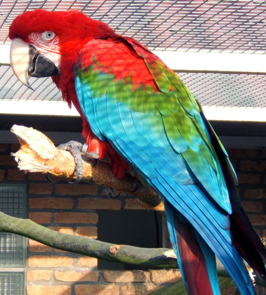 Parrot