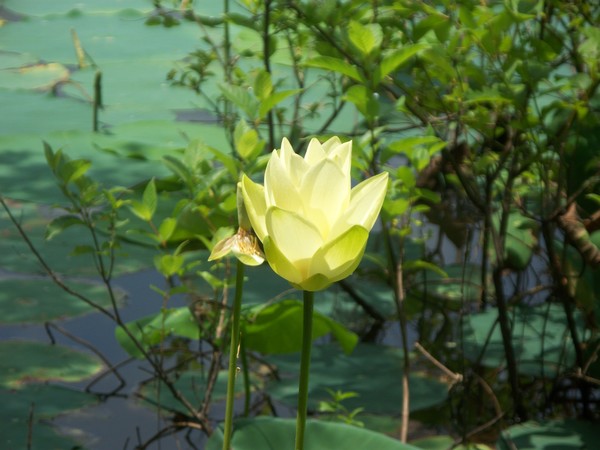 Lotus