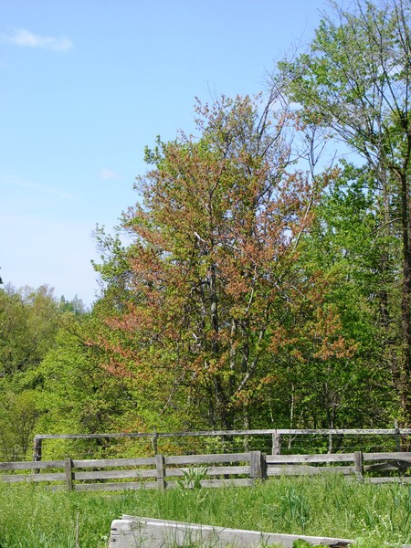 Spring Tree