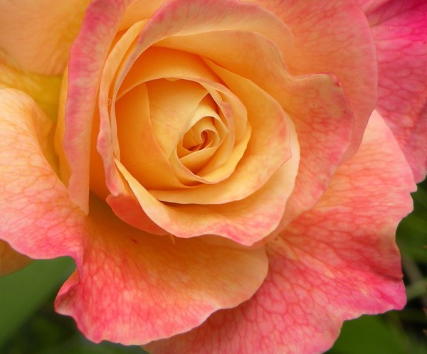 A Rose