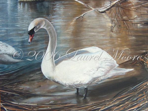 'Beautiful Swan' bird animal painting