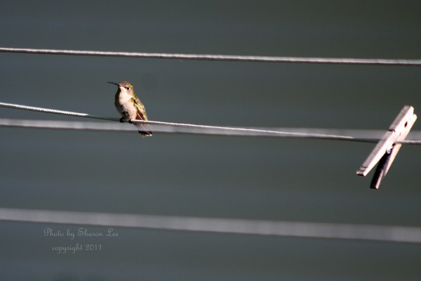 Little Mrs. Hummingbird