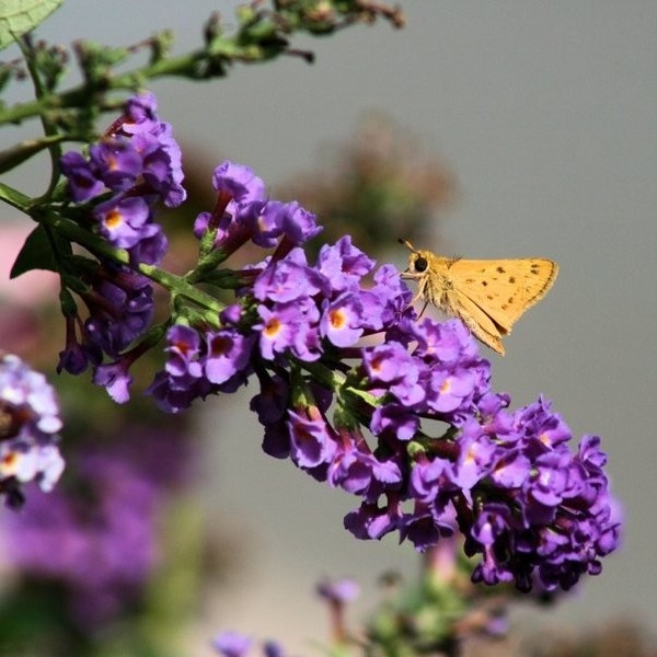 Fiery Skipper