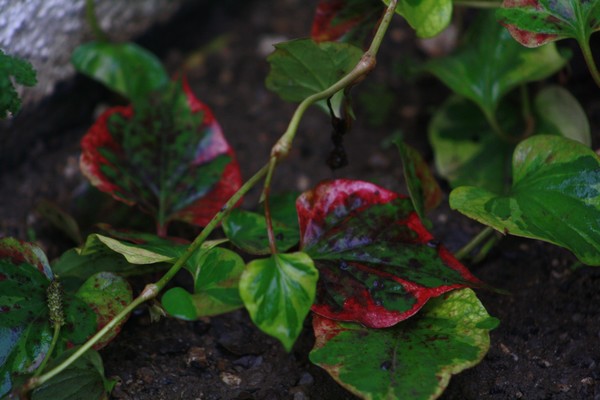 red and green