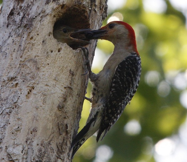 Red-Bellied Woodpecker feeding its new born.