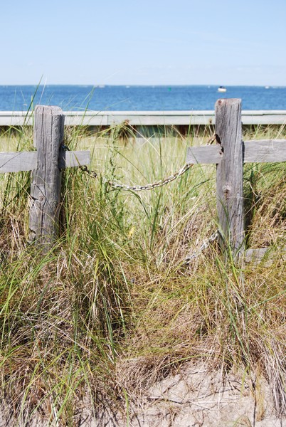 beach wood