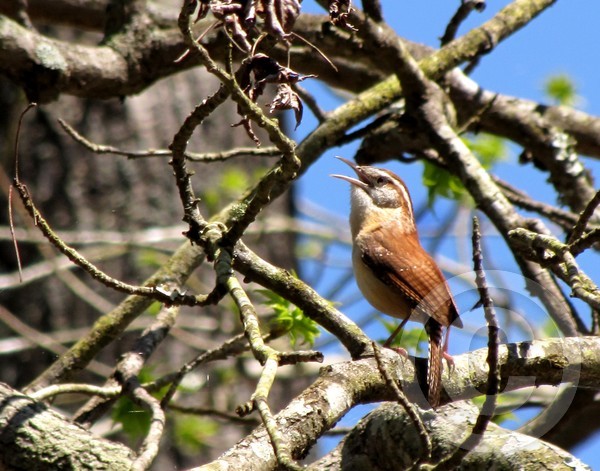 Carolina wren's Spring Sing!