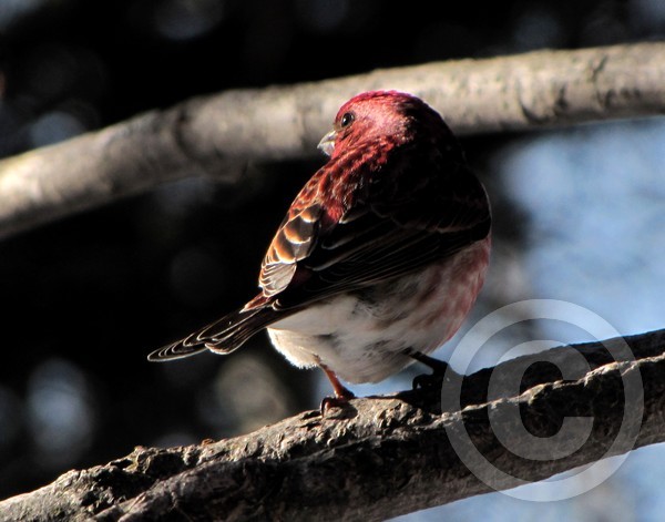 Purple Finch Reflecting