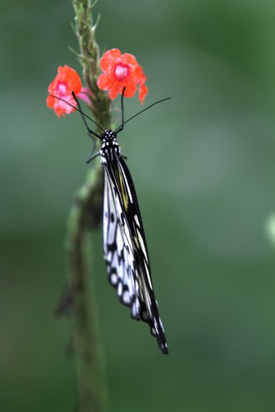 FREE AS A BUTTERFL