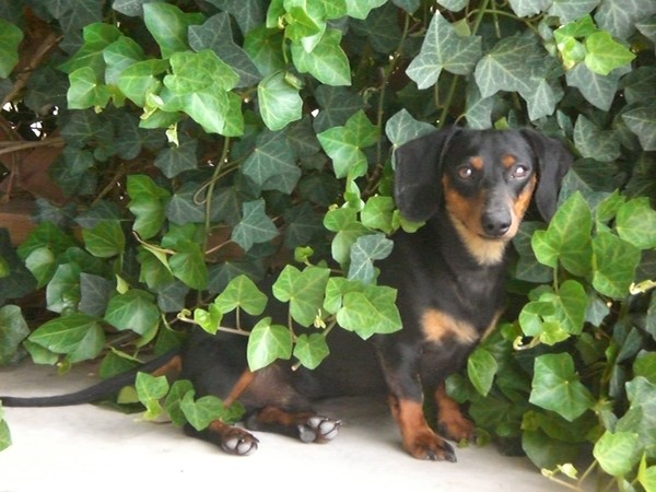 BooBoo in the vines