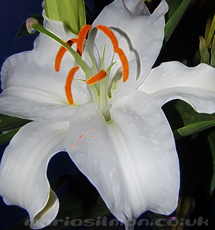 WHITE LILY