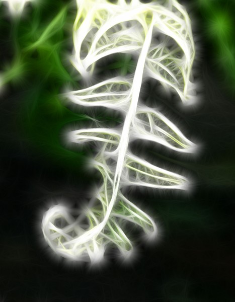 Fern curl