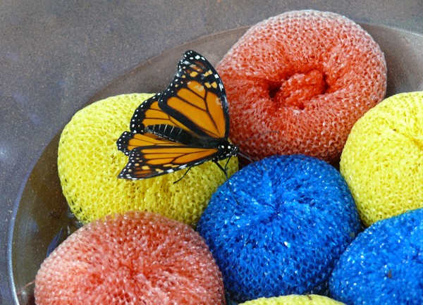 Butterfly 3