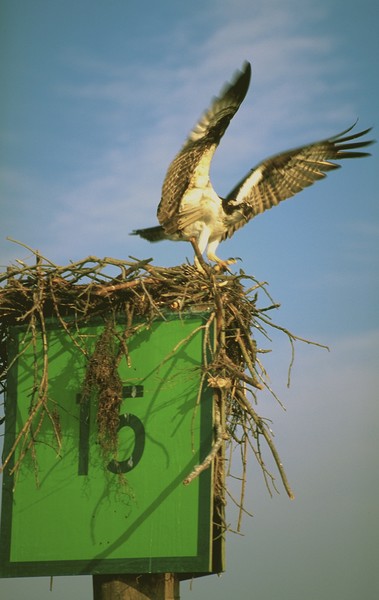 ADULT OSPREY 