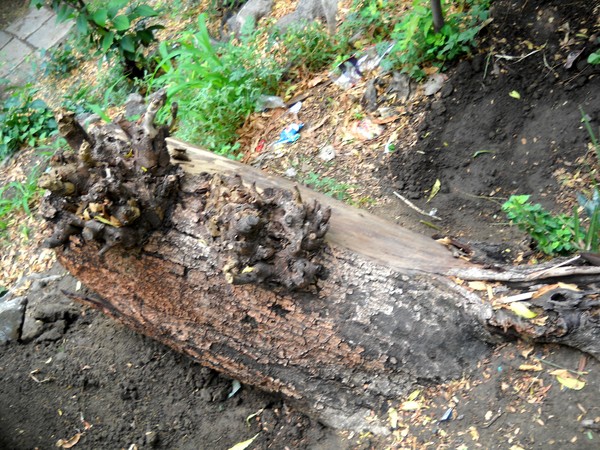 Root Eruptions on Trunk.