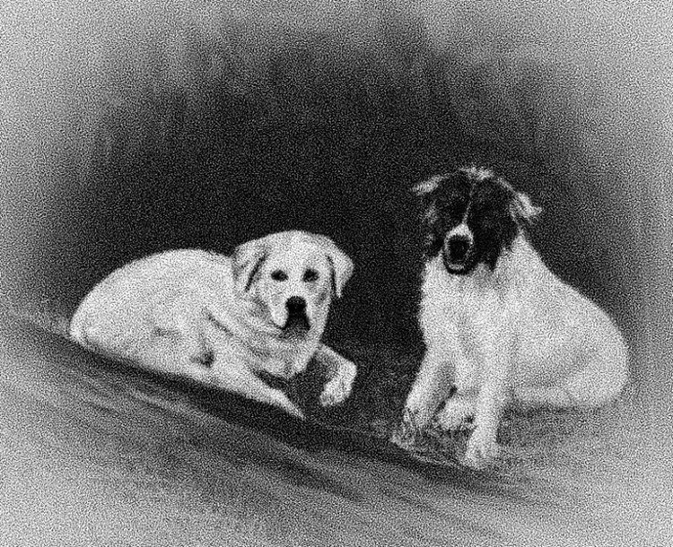 Boomer and Dutch