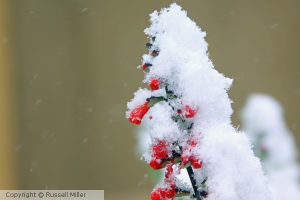 Summer and Winter