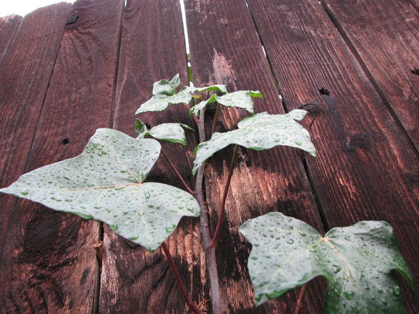 Another Vine On The Wall