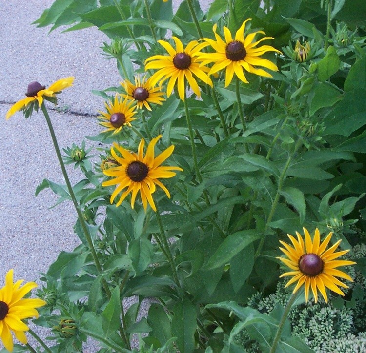 Black eyed yellow Daisies 2
