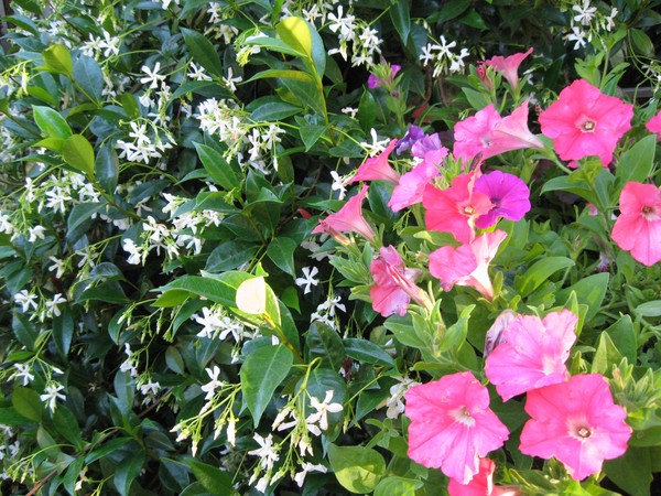 Flower Power