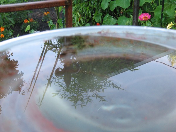 Bird Bath