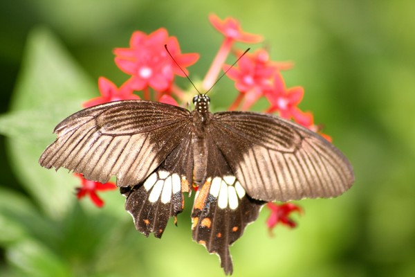 butterfly