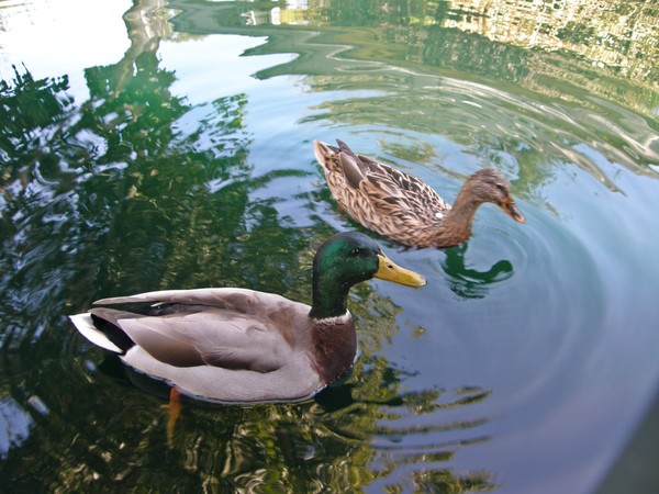 Dabbling Ducks