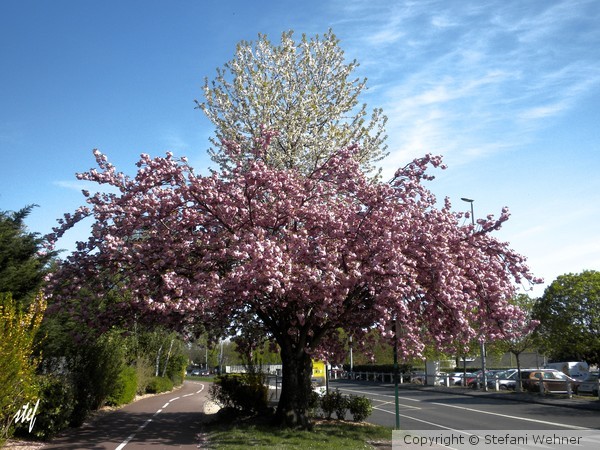 1 tree = 2 colors