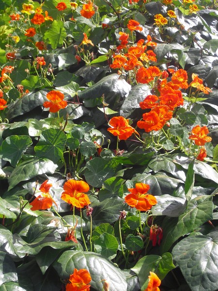 Picture flowers