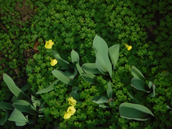 Coming-Up-Tulips