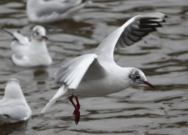 Seagull