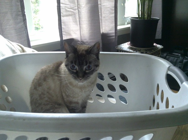 princess on washday