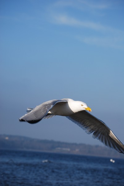 heading toward shore