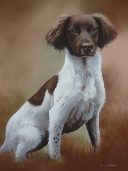 Springer Spaniel Portrait