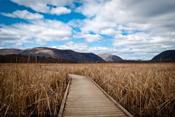 Into the Marsh