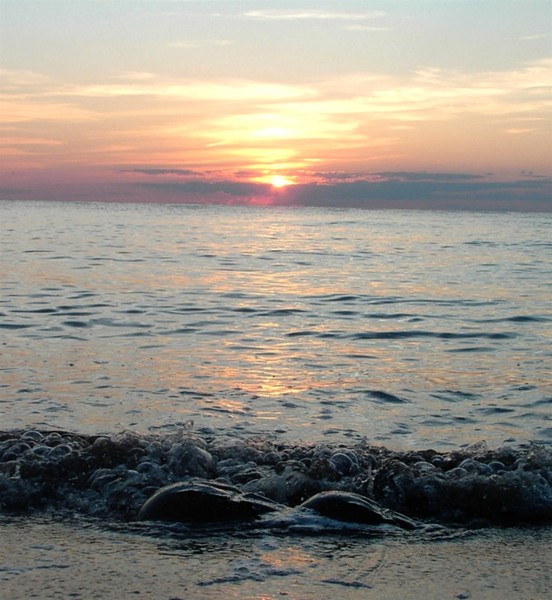 Horseshoe crabs at sunset
