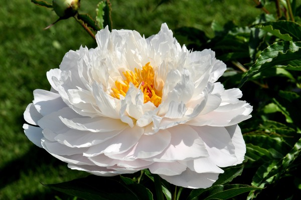 white peony