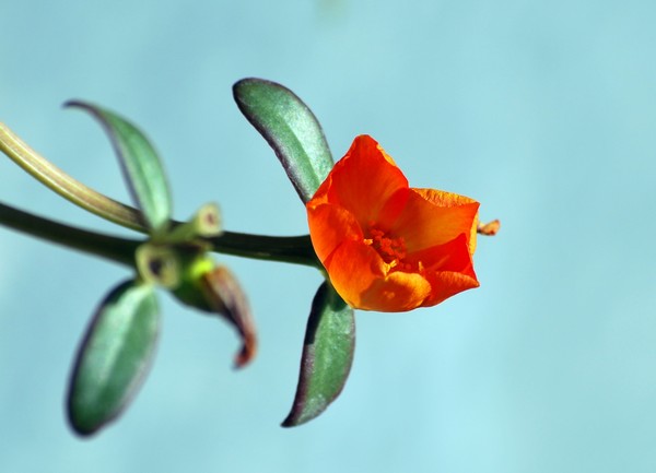 Nikon_08062009_4401