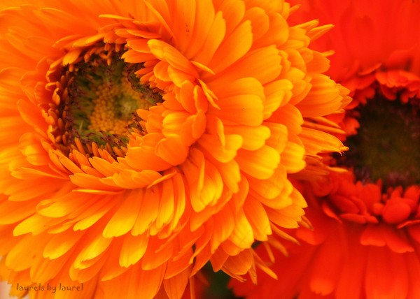 Flowers in a Tunisian Market