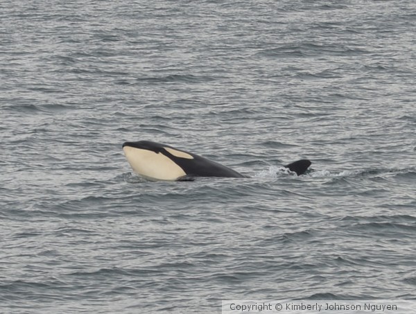 Orca # 1