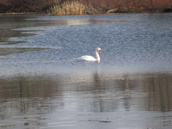 Swan