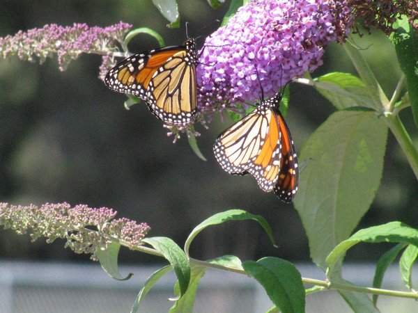 butterflies