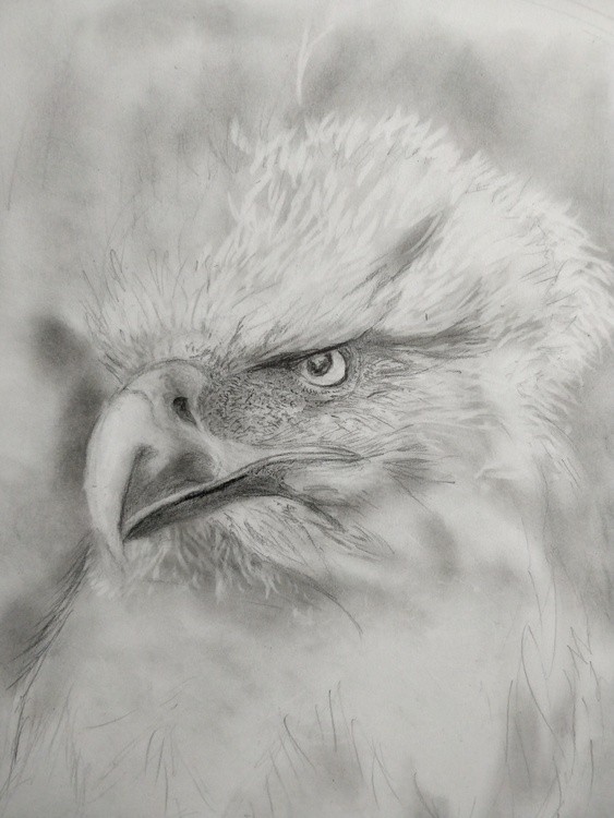 Unfinished Eagle image,  Eagle roughly sketched prior to adding more detail.