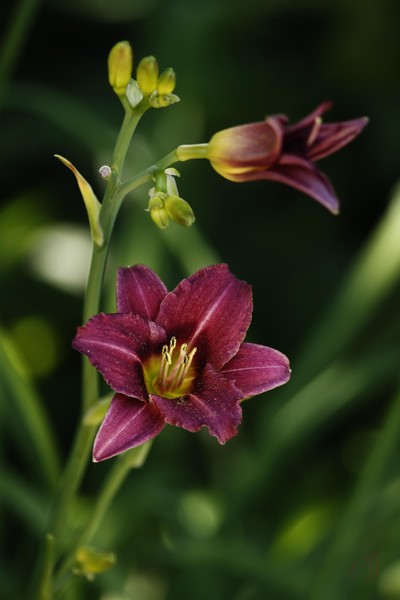 Pretty purple flower
